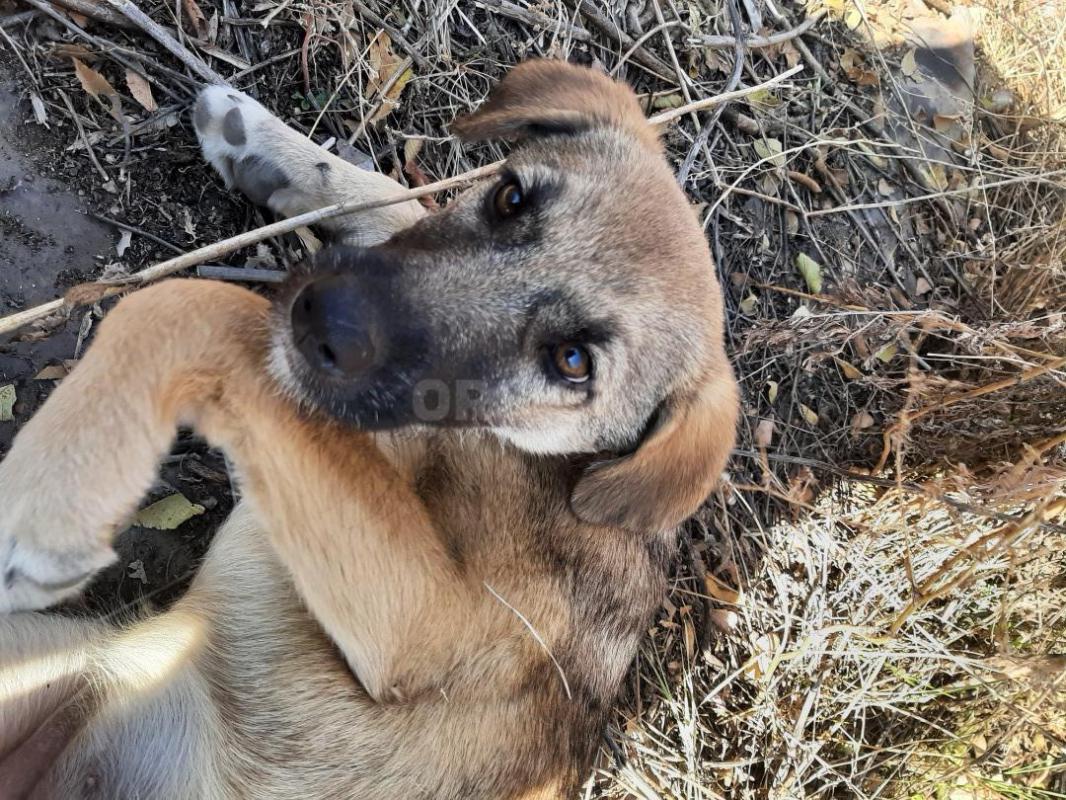 Щенки-мальчик и девочка, родились 14 июля, привитые, коммуникабельные, лают, охраняют, играют, шустр - Орск