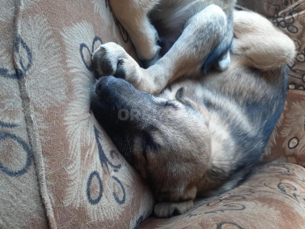 Щенки-мальчик и девочка, родились 14 июля, привитые, коммуникабельные, лают, охраняют, играют, шустр - Орск