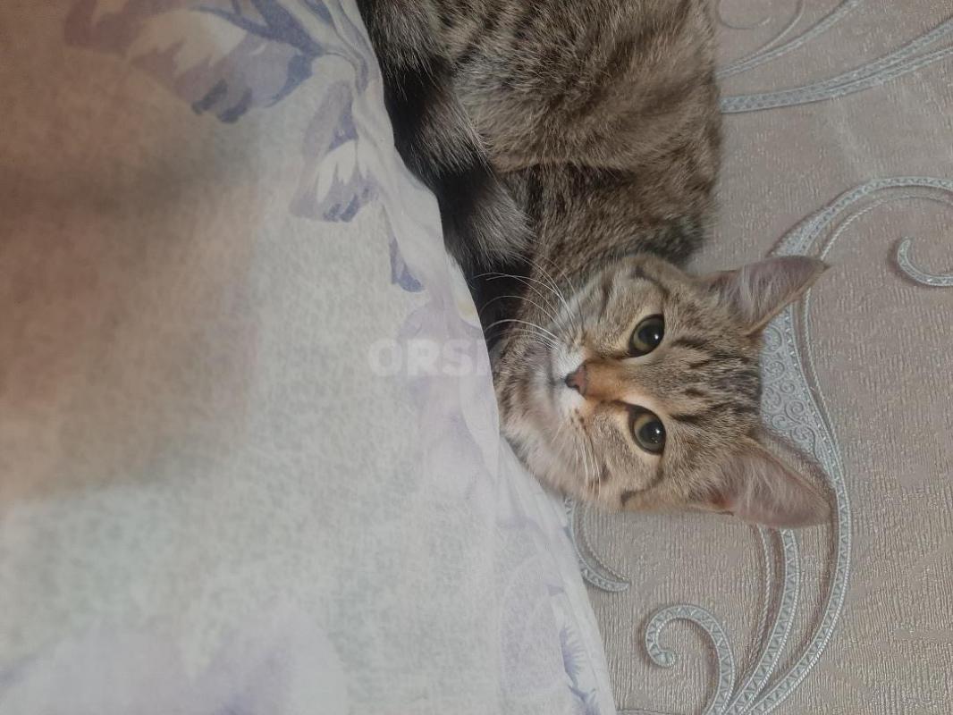 Котенок- пацан, 3-4 месяца, красавец, горшок знает, ест все, игручий, ласковый - Орск