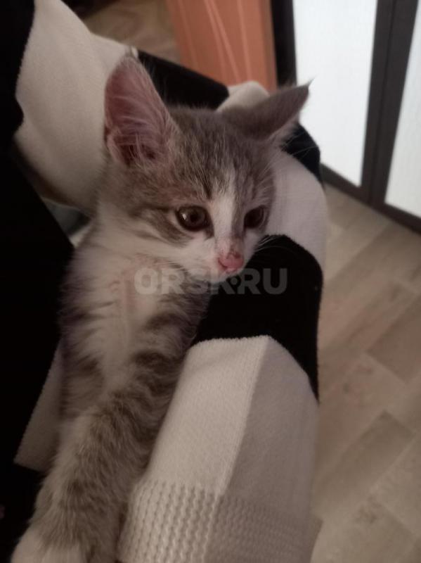 Отдам в добрые руки - Орск