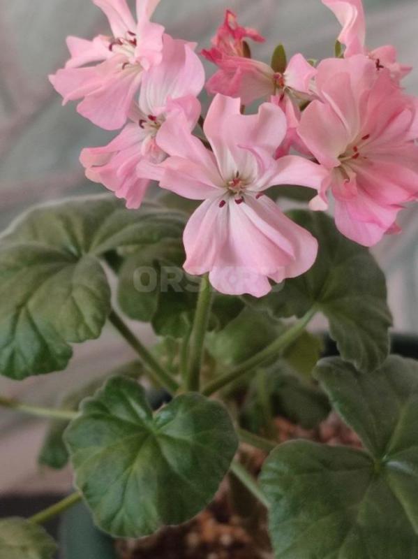 Сортовые пеларгонии -цветущие или набирающие цвет в горшочках. - Орск