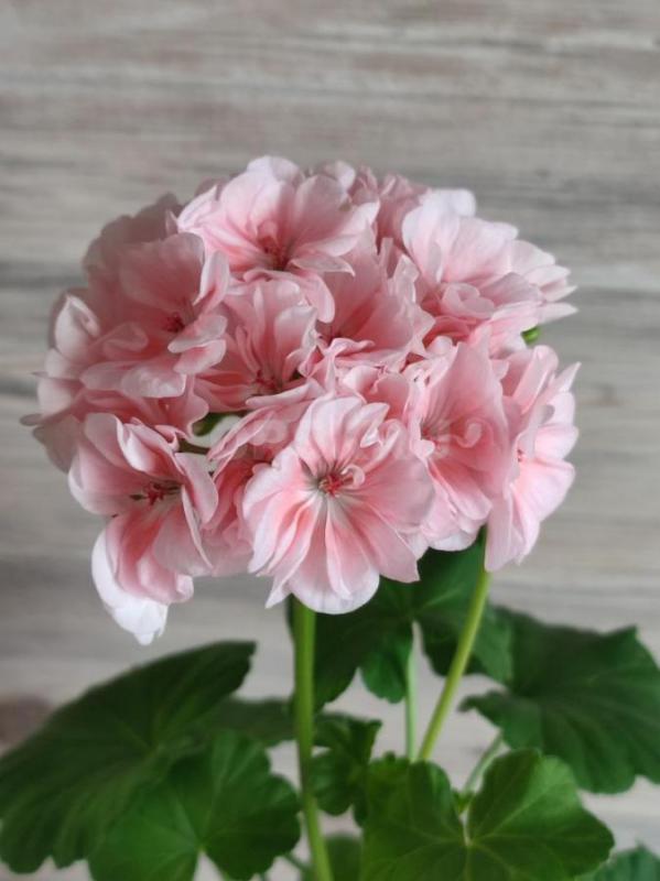 Сортовые пеларгонии -цветущие или набирающие цвет в горшочках. - Орск