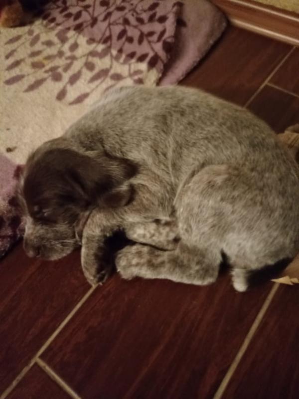 Для настоящих охотников почти раздаются надежные друзья и помощники щенки дратхаара (3 мальчика, 2 д - Новотроицк