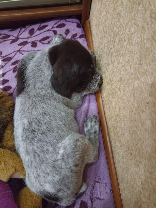 Для настоящих охотников почти раздаются надежные друзья и помощники щенки дратхаара (3 мальчика, 2 д - Новотроицк