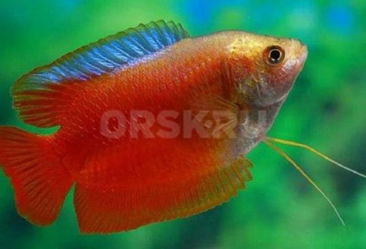 Необычные рыбки:
1. - Орск