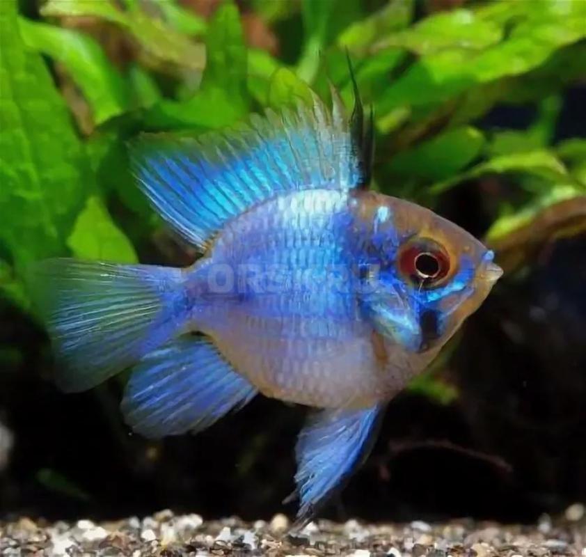 Необычные рыбки:
1. - Орск