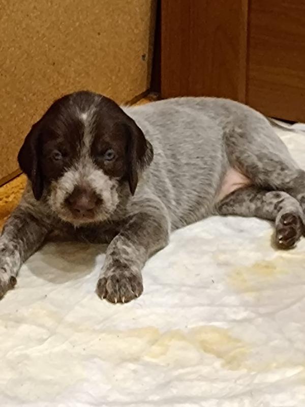 Для настоящих охотников почти раздаются надежные друзья и помощники щенки дратхаара (2 мальчика, 2 д - Гай