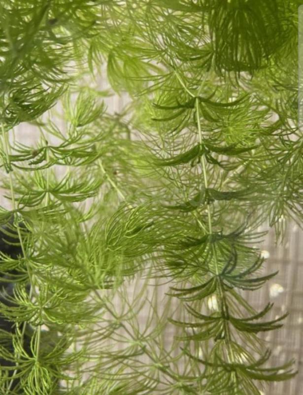 Продам аквариумные растения. - Орск