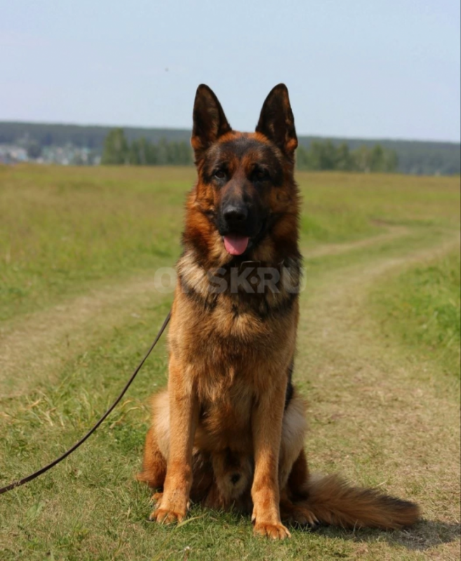 Щенки немецкой овчарки. - Орск