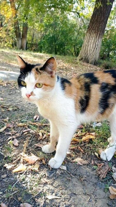 Молодая трехцветная кошечка в добрые надежные руки. - Орск