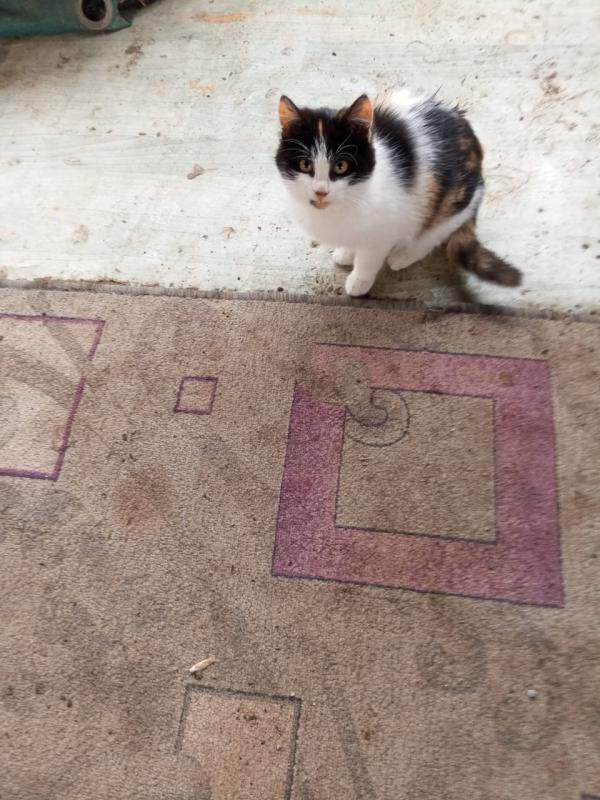 Красивые, ласковые и очень умные, не прихотливые к еде, котята-подкидыши ищут свой дом и, добрых, за - Новотроицк