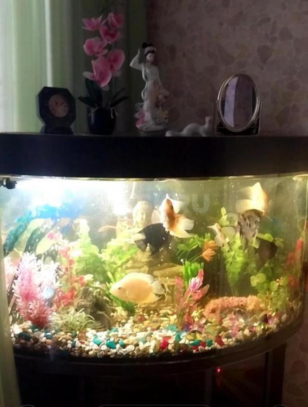 Угловой аквариум с тумбочкой, объем 160 литров, с крупными рыбками (11 штук), компрессором для возду - Орск