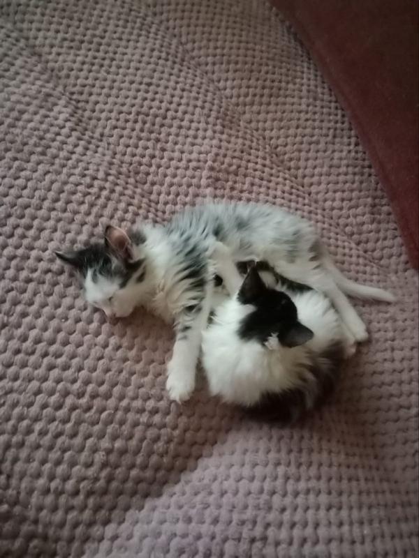 Отдам в добрые руки котят, возраст 3 месяца, все мальчики, обращаться по номеру телефону - Орск