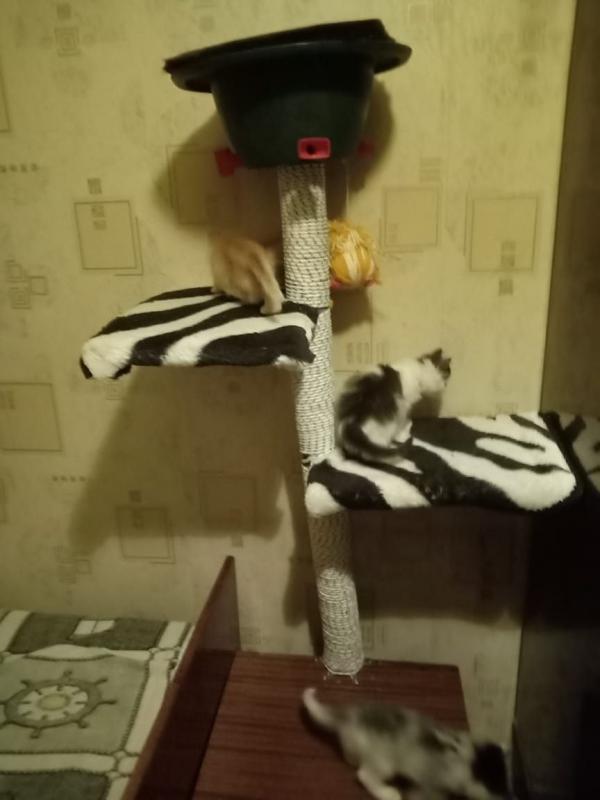 Отдам в добрые руки котят, возраст 3 месяца, все мальчики, обращаться по номеру телефону - Орск