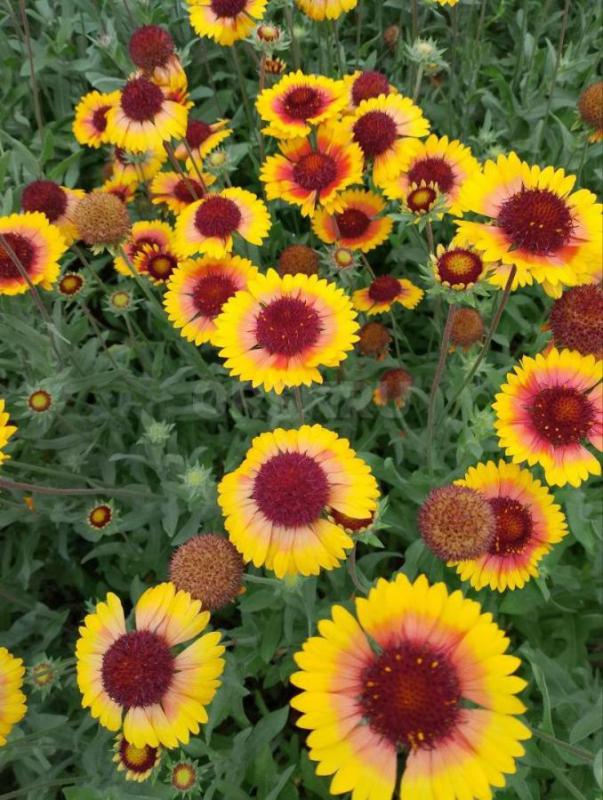 Многолетники- саженцы клематиса. - Орск