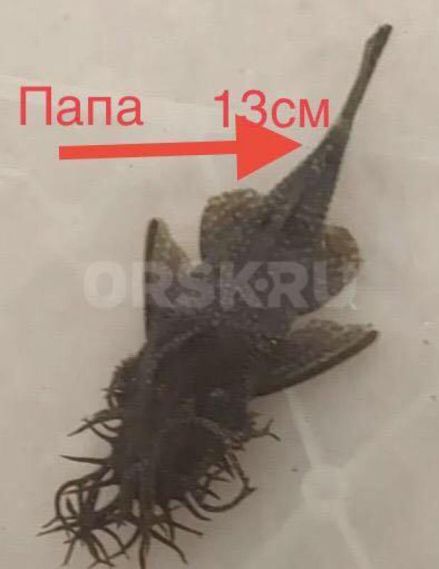 сомики анцитрусы - Орск