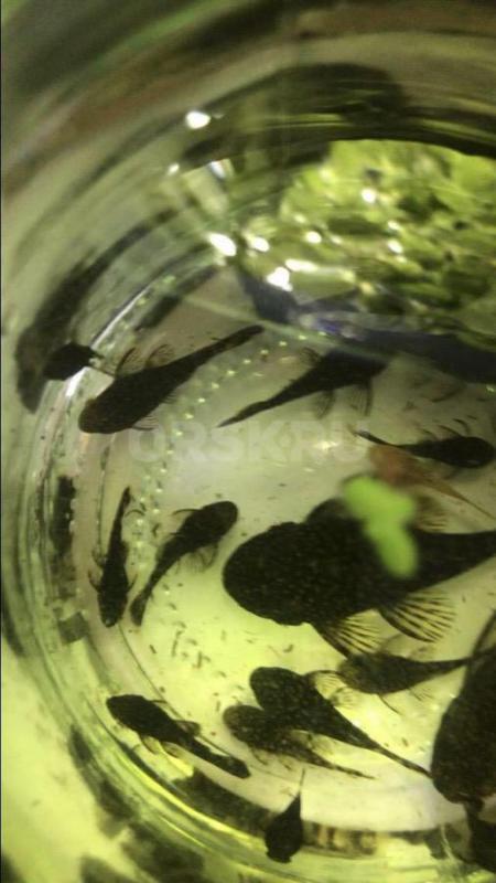 сомики анцитрусы - Орск