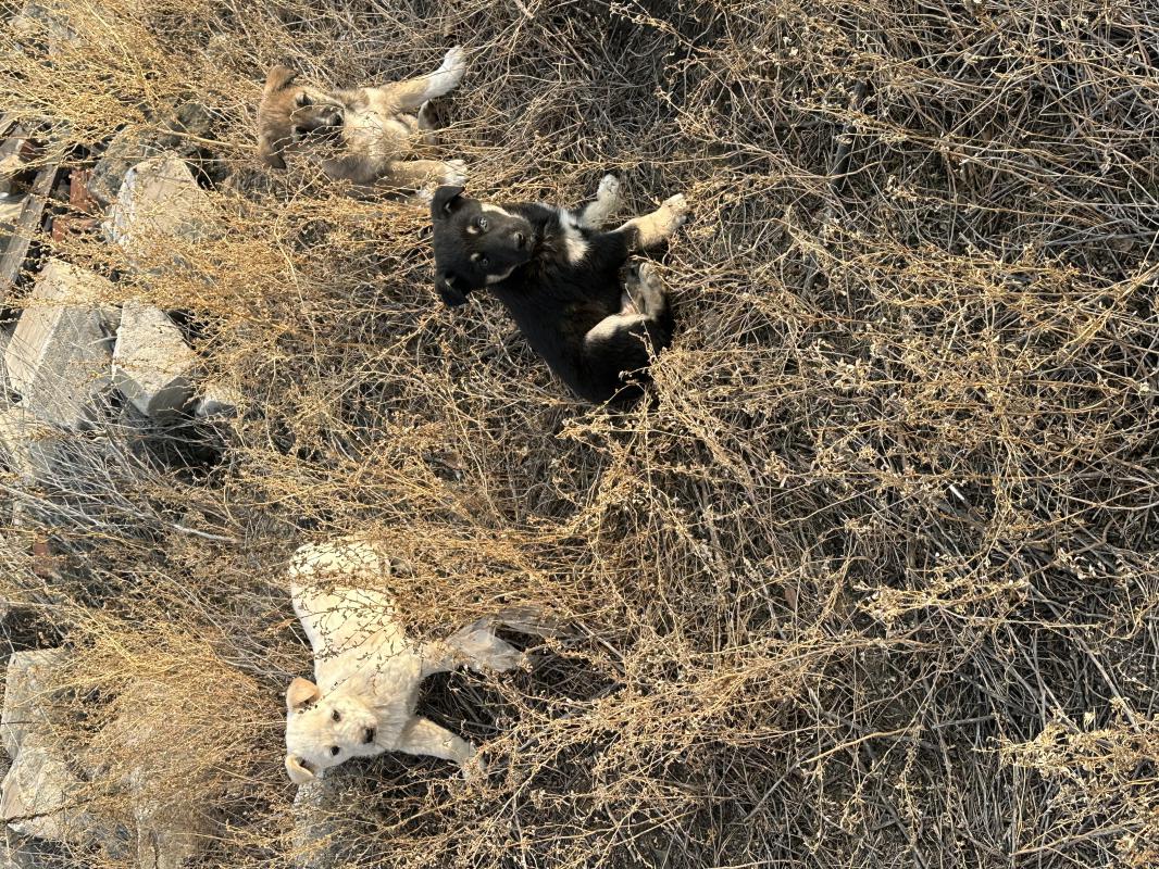 Отдам щенят в добрые руки! - Новотроицк