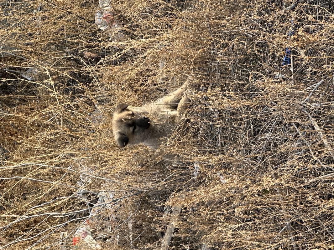 Отдам щенят в добрые руки! - Новотроицк