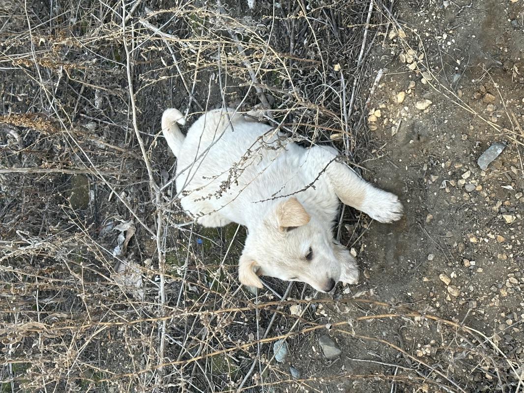 Отдам щенят в добрые руки! - Новотроицк