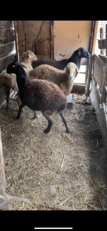 Продам овец, ярок 
Курдючные, обычные - Орск