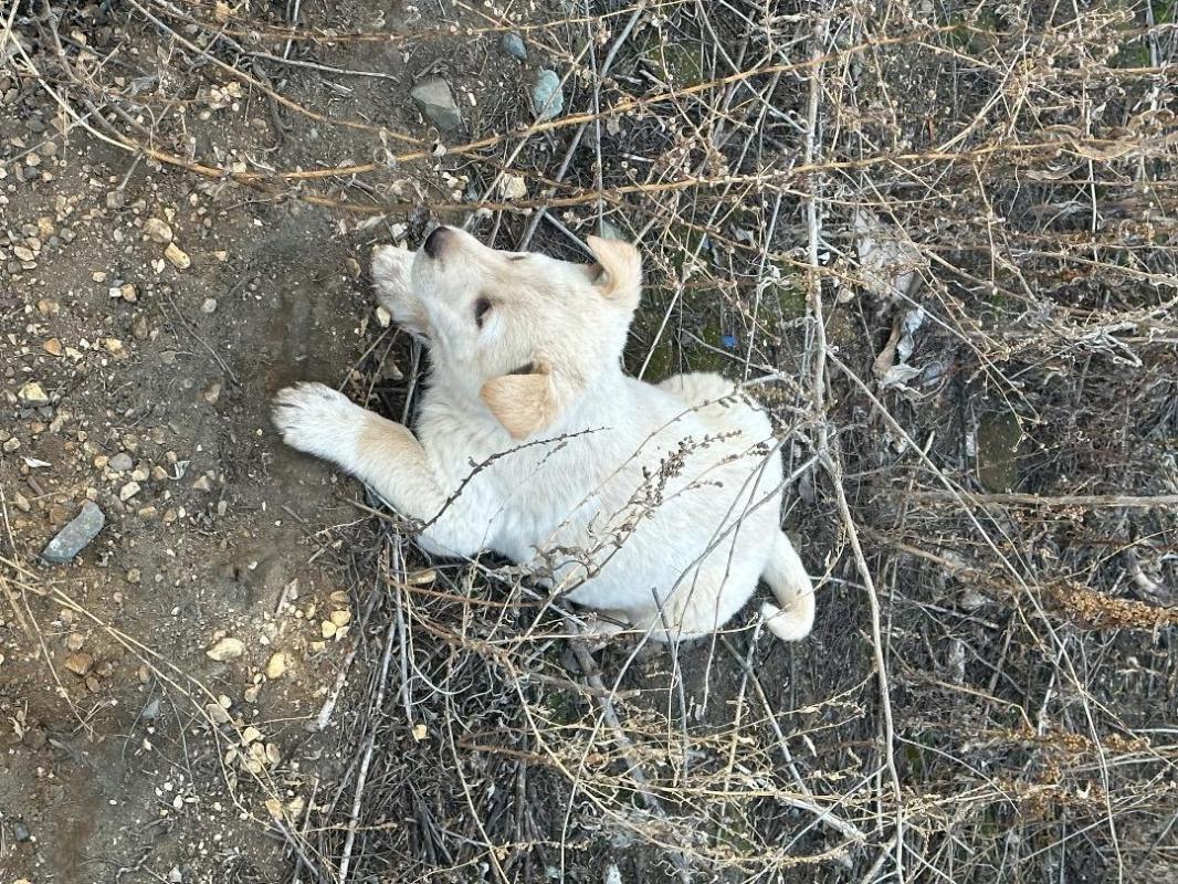 Отдам в добрые руки щенят! - Орск