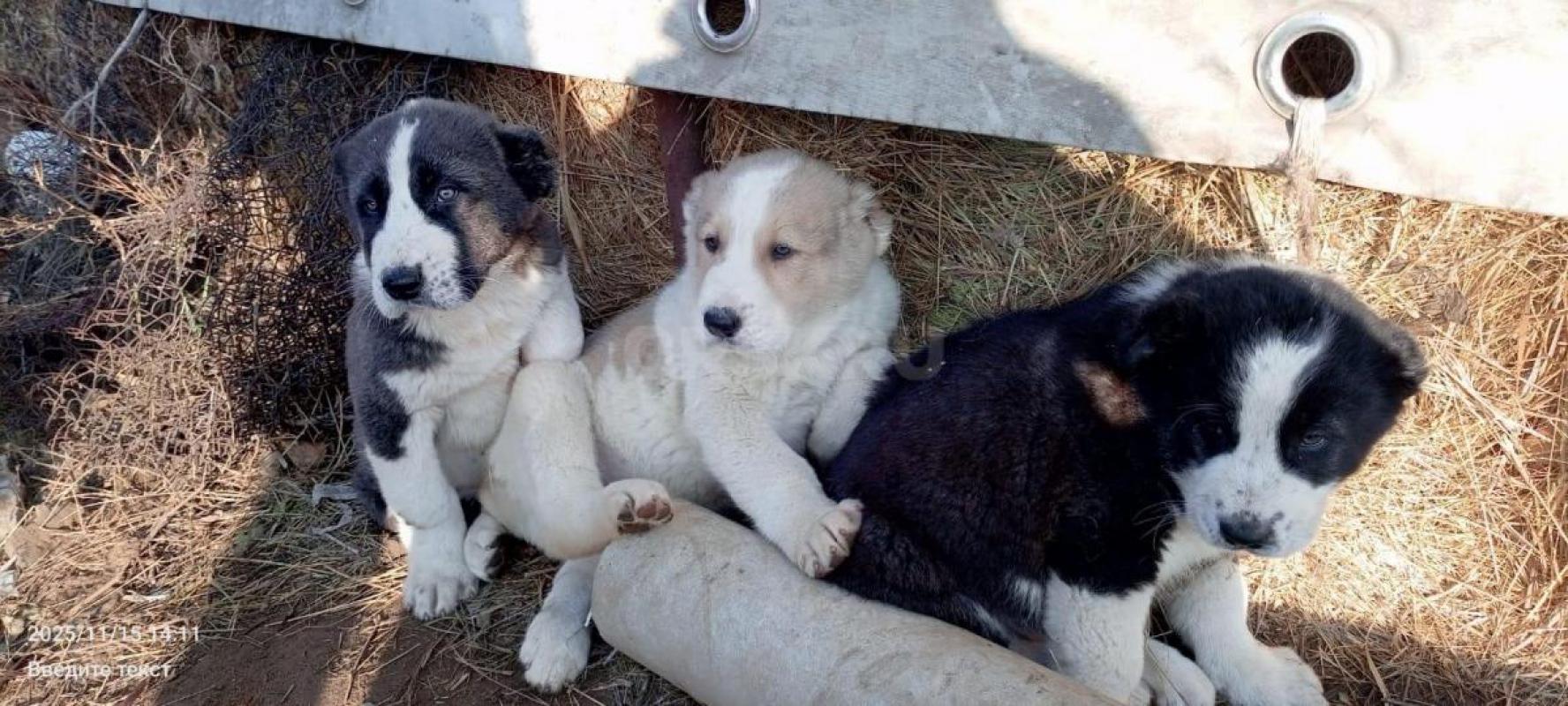 Продам щенков среднеазиатской овчарки (алабай) настоящие защитники - Орск