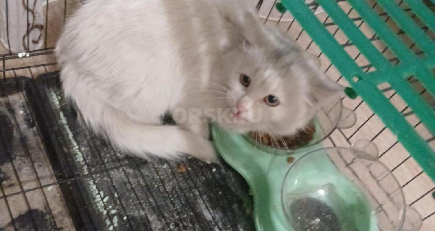 Котенок в поисках дома. - Орск