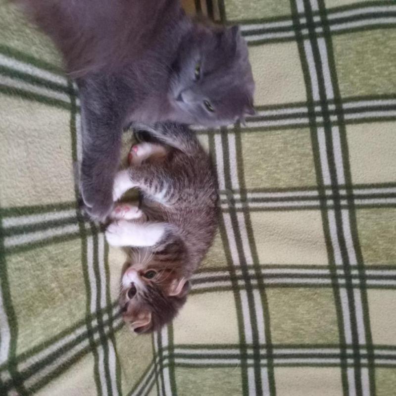 Отдам нуждающимся в любви и ласке очаровательную подружку- котенка (девочка) возраст 3 месяца. - Орск