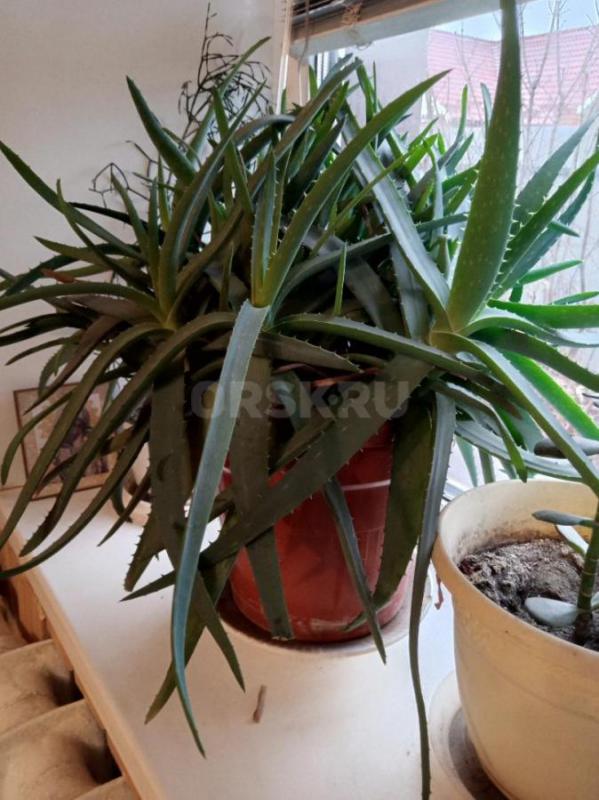 Продам алоэ большой, многолетний. - Орск