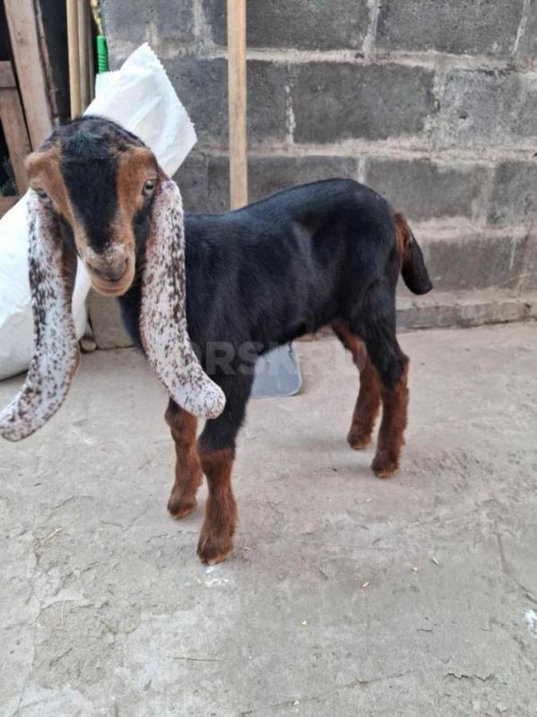 Продам двух козликов, рождены 9.0925 (черный), 11.09.25 ( бежнвый), камори- нубийцы. - Орск