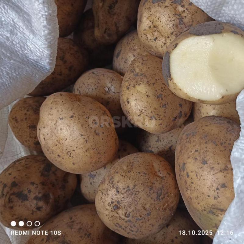 Продам домашний картофель, чистый 38-40руб за кг. - Орск
