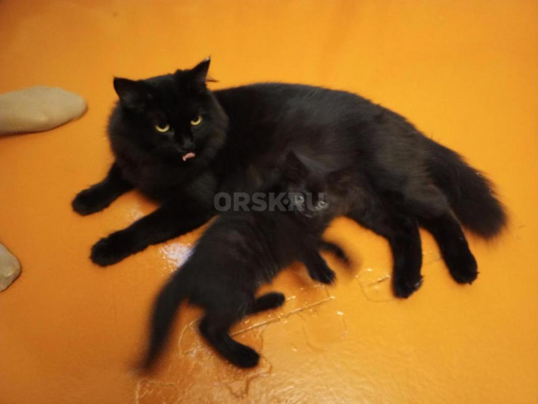 Отдам в добрые руки котёнка (девочка), окрас чёрный, возраст 3 месяца. - Орск