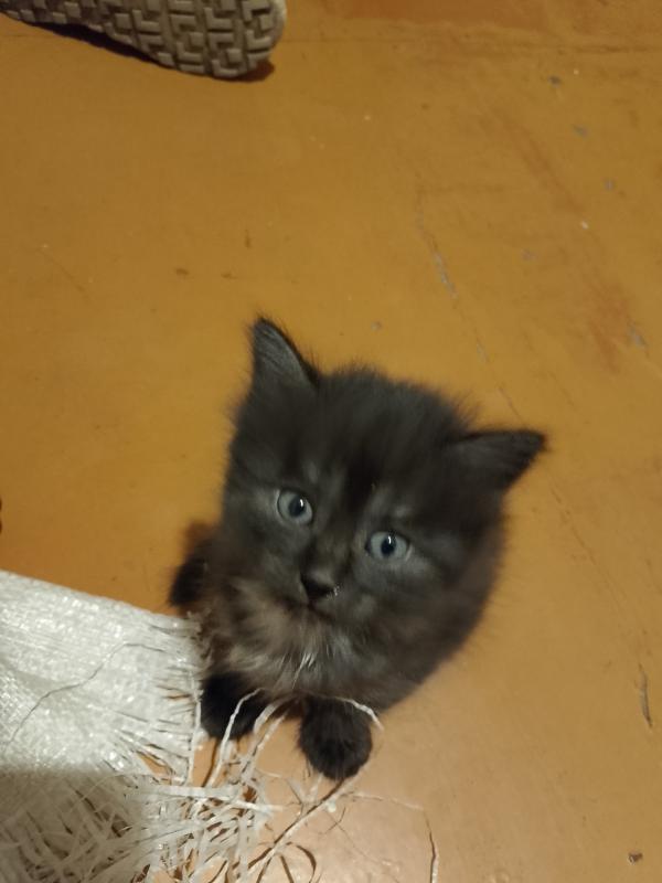 Отдам котят в хорошие руки, три мальчика и одна девочка, родились 14 октября, кушают сами, к лотку п - Новотроицк