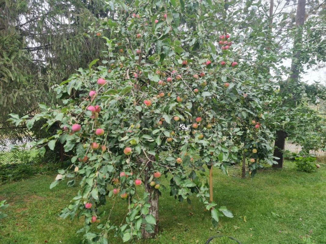 Продам саженцы яблони  &amp;quot;Макинтош&amp;quot;  зимний сорт, хранится до апреля. - Орск