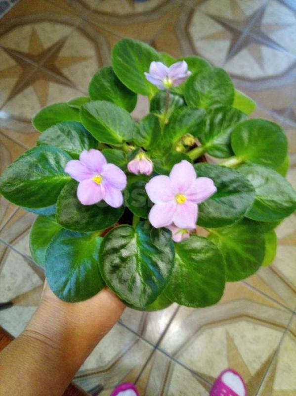 Фиалки цветущие - Орск