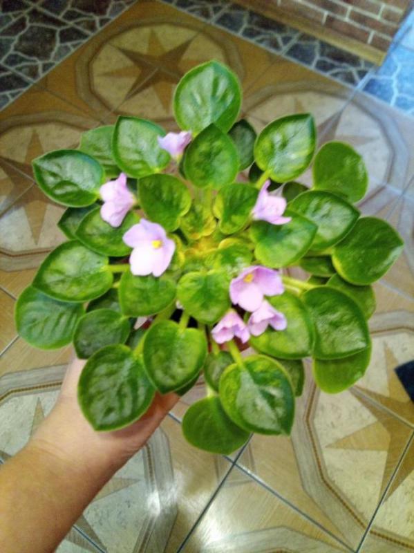 Фиалки цветущие - Орск