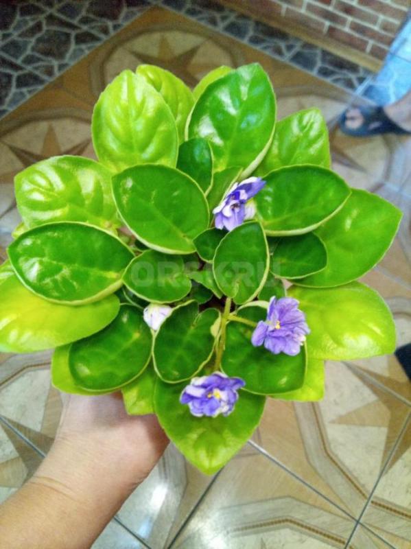 Фиалки цветущие - Орск