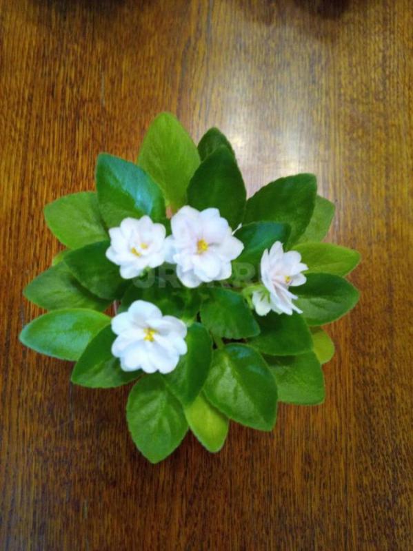 Фиалки цветущие - Орск