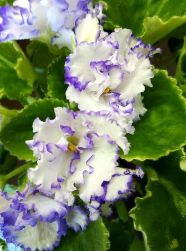 Фиалки детки, сортов много - Орск