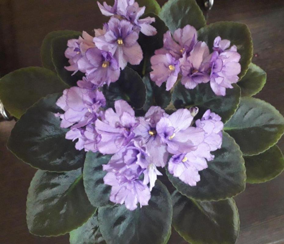 Фиалки детки, сортов много - Орск