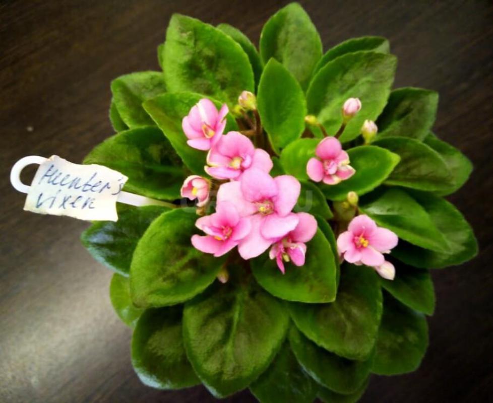 Фиалки детки, сортов много - Орск