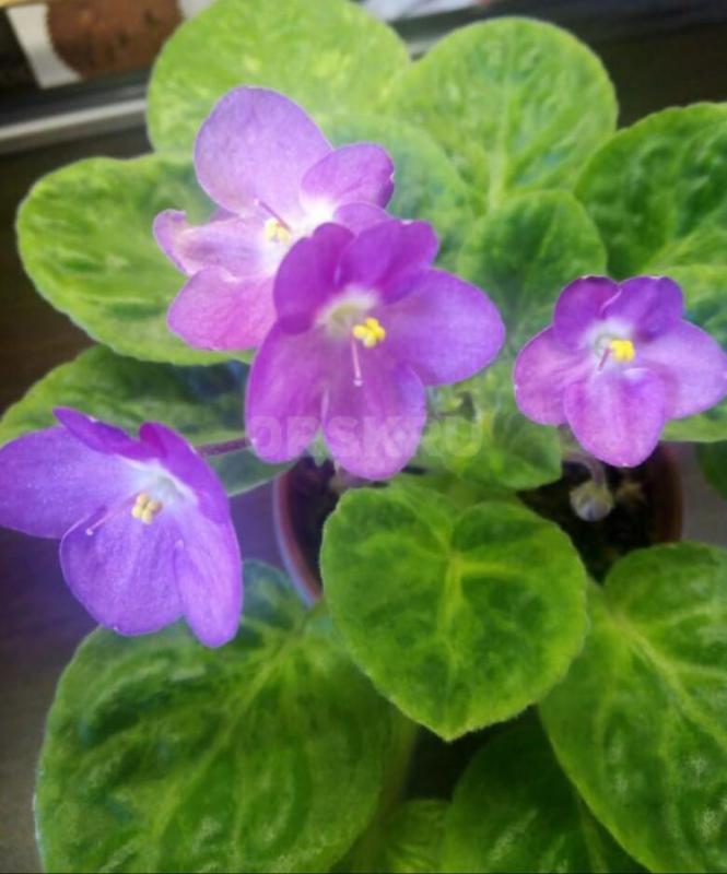 Фиалки детки, сортов много - Орск