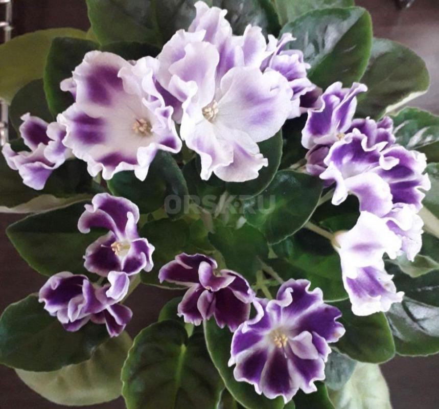 Фиалки детки, сортов много - Орск