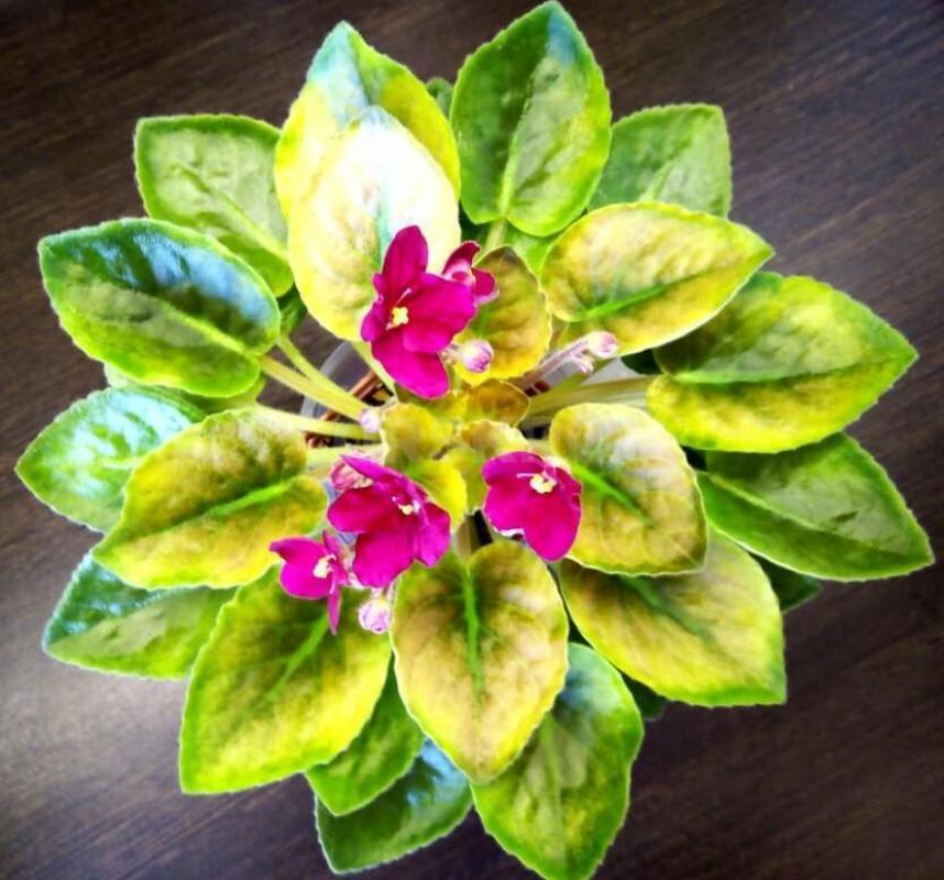 Фиалки детки, сортов много - Орск