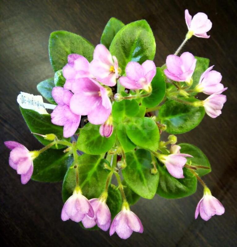 Фиалки детки, сортов много - Орск