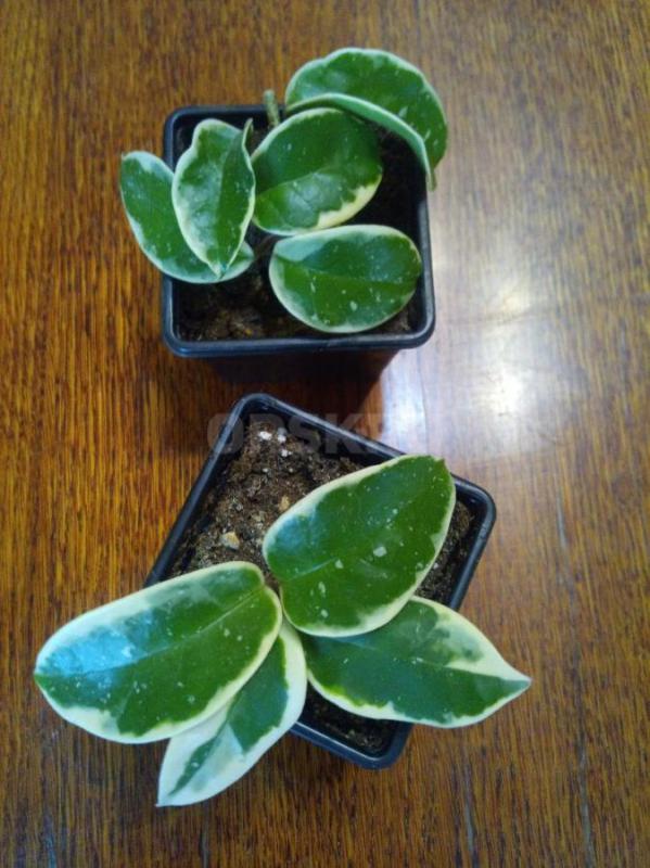 Папоротник 450р. - Орск