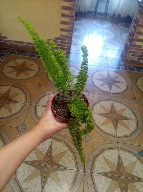 Папоротник 450р. - Орск