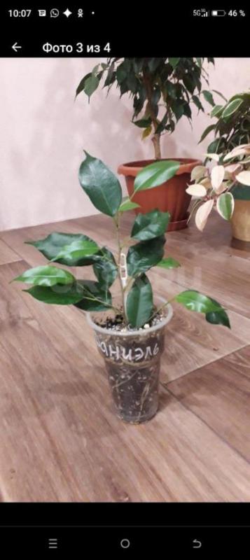 Папоротник 450р. - Орск