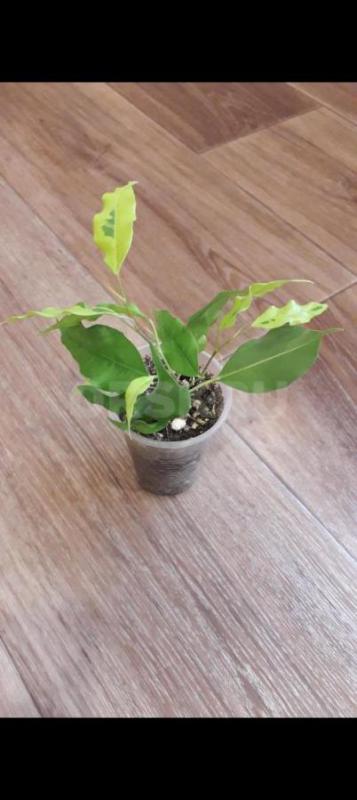 Папоротник 450р. - Орск